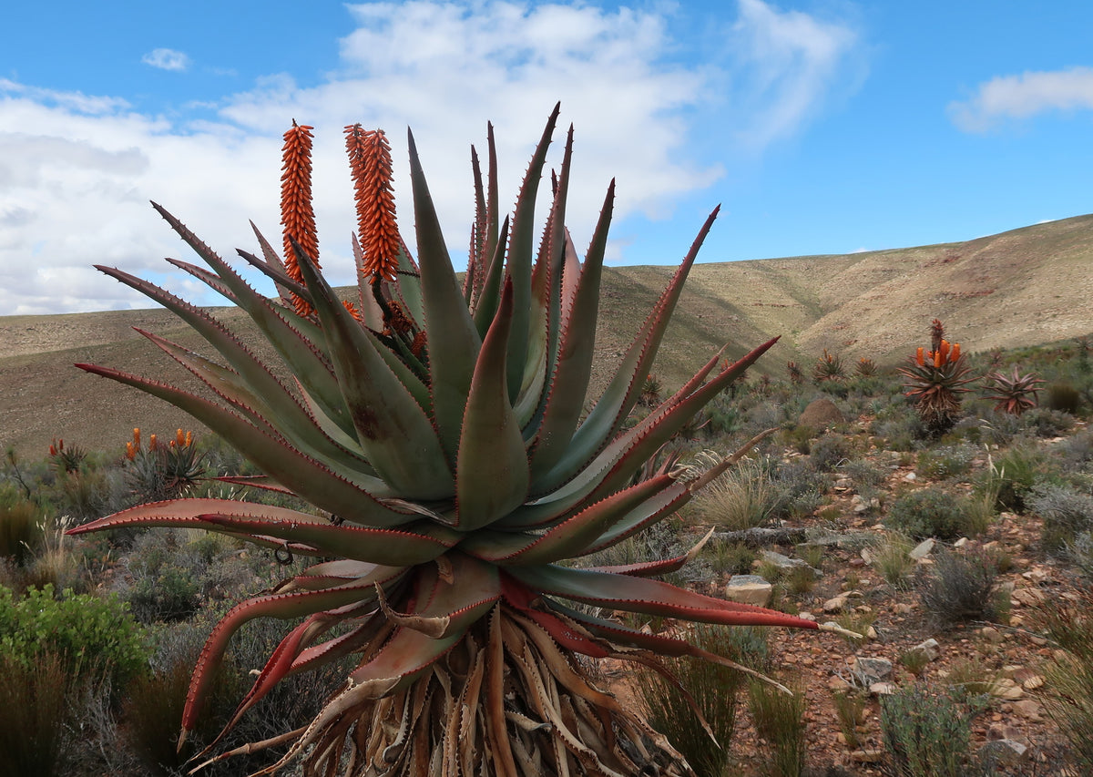 Aloe ferox 20 Seeds