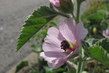 Althaea officinalis Seeds - Marshmallow