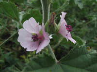 Althaea officinalis Seeds - Marshmallow