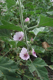 Althaea officinalis Seeds - Marshmallow