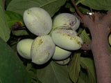 Asimina triloba Seeds - American Pawpaw