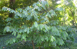 Asimina triloba Seeds - American Pawpaw