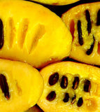 Asimina triloba Seeds - American Pawpaw