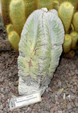 Astrophytum myriostigma 25 Seeds - Bishop's Cap Cactus