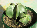 Astrophytum myriostigma 25 Seeds - Bishop's Cap Cactus