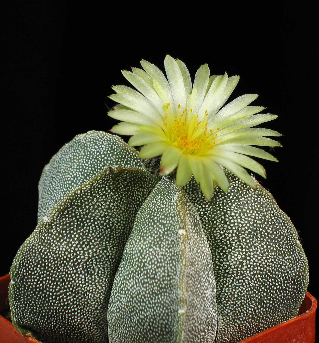 Astrophytum Myriostigma Nudum Bishop's Cap, Bishop's 2024 Miter, Bishop's hat, Miter Cactus, Monk's Hood. (#1236)