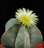 Astrophytum myriostigma 25 Seeds - Bishop's Cap Cactus