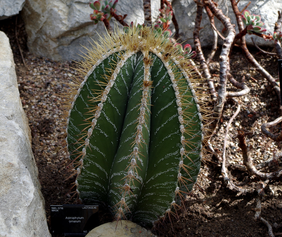 astrophytum ornatum v. virens Astrophytum ornatum Seeds – thegardenofset