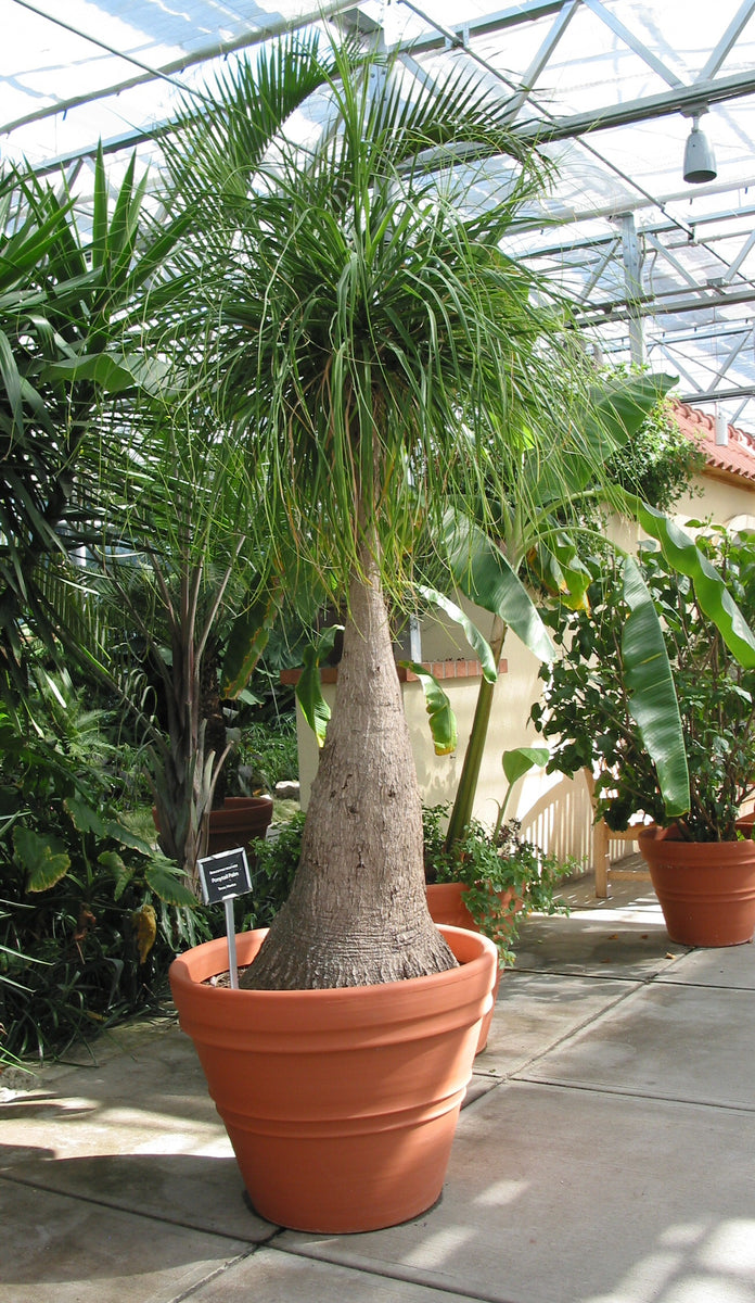 elephant foot-ponytail palm Beaucarnea recurvata 20 Seeds