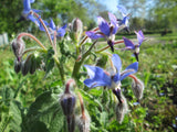 Borago officinalis 50 Seeds - Borage