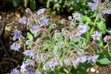 Borago officinalis 50 Seeds - Borage
