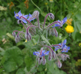 Borago officinalis 50 Seeds - Borage