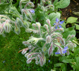 Borago officinalis 50 Seeds - Borage