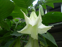 Brugmansia suaveolens 25 Seeds (White Flower) - Angel's Trumpet