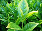 Camellia sinensis 10 Seeds- Tea Plant