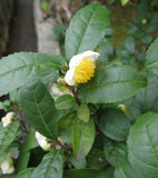 Camellia sinensis 10 Seeds- Tea Plant