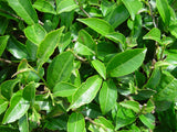 Camellia sinensis 10 Seeds- Tea Plant