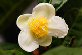 Camellia sinensis 10 Seeds- Tea Plant