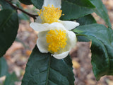 Camellia sinensis 10 Seeds- Tea Plant