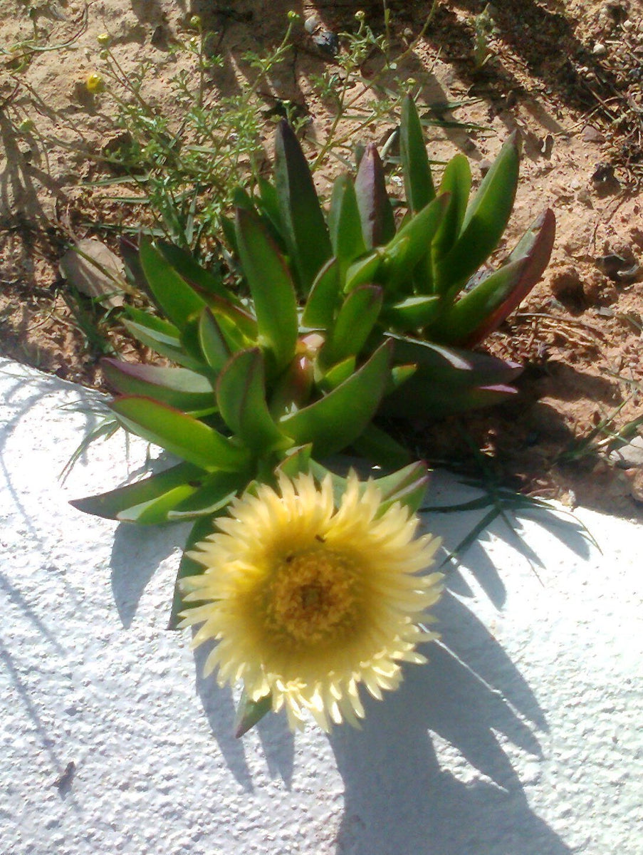 carpobrotus succulent Carpobrotus edulis Seeds
