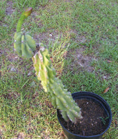 Cereus peruvianus monstrose Seeds - Monstrose Peruvian Apple Cactus