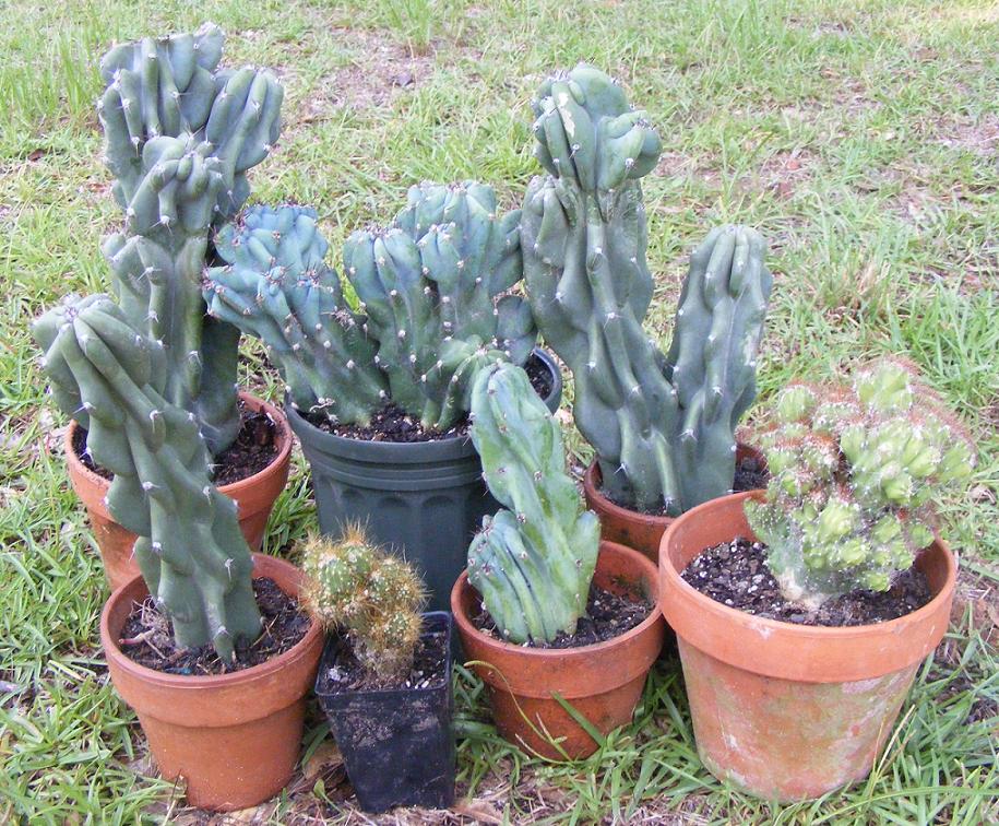 monstrose succulents Cereus peruvianus monstrose Seeds