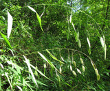 Chasmanthium latifolium 50 Seeds - River Oats