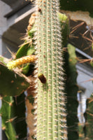 Cleistocactus palhuayensis 25 Seeds - Green Flowered Cleistocactus