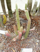 Cleistocactus smaragdiflorus 25 Seeds - Firecracker Cactus