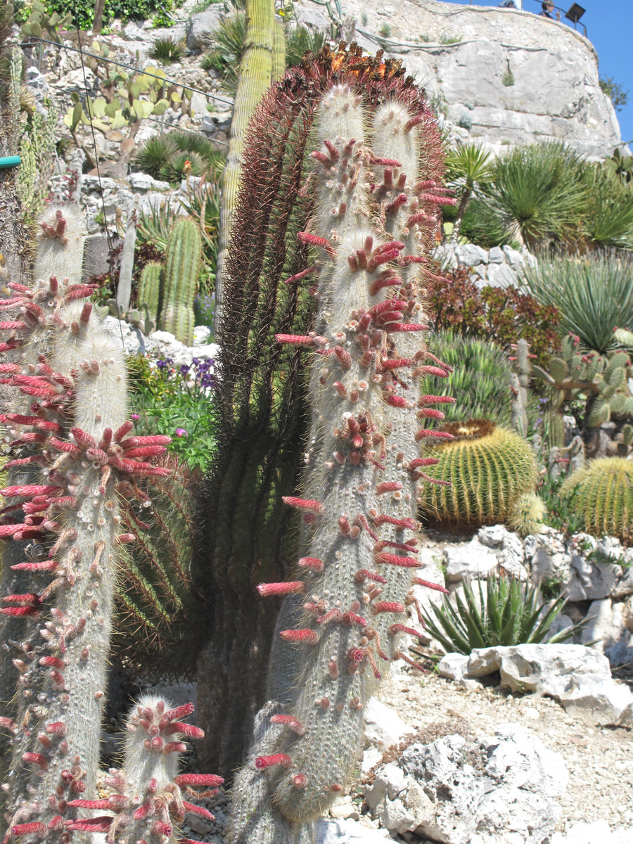Cleistocactus strausii 25 Seeds