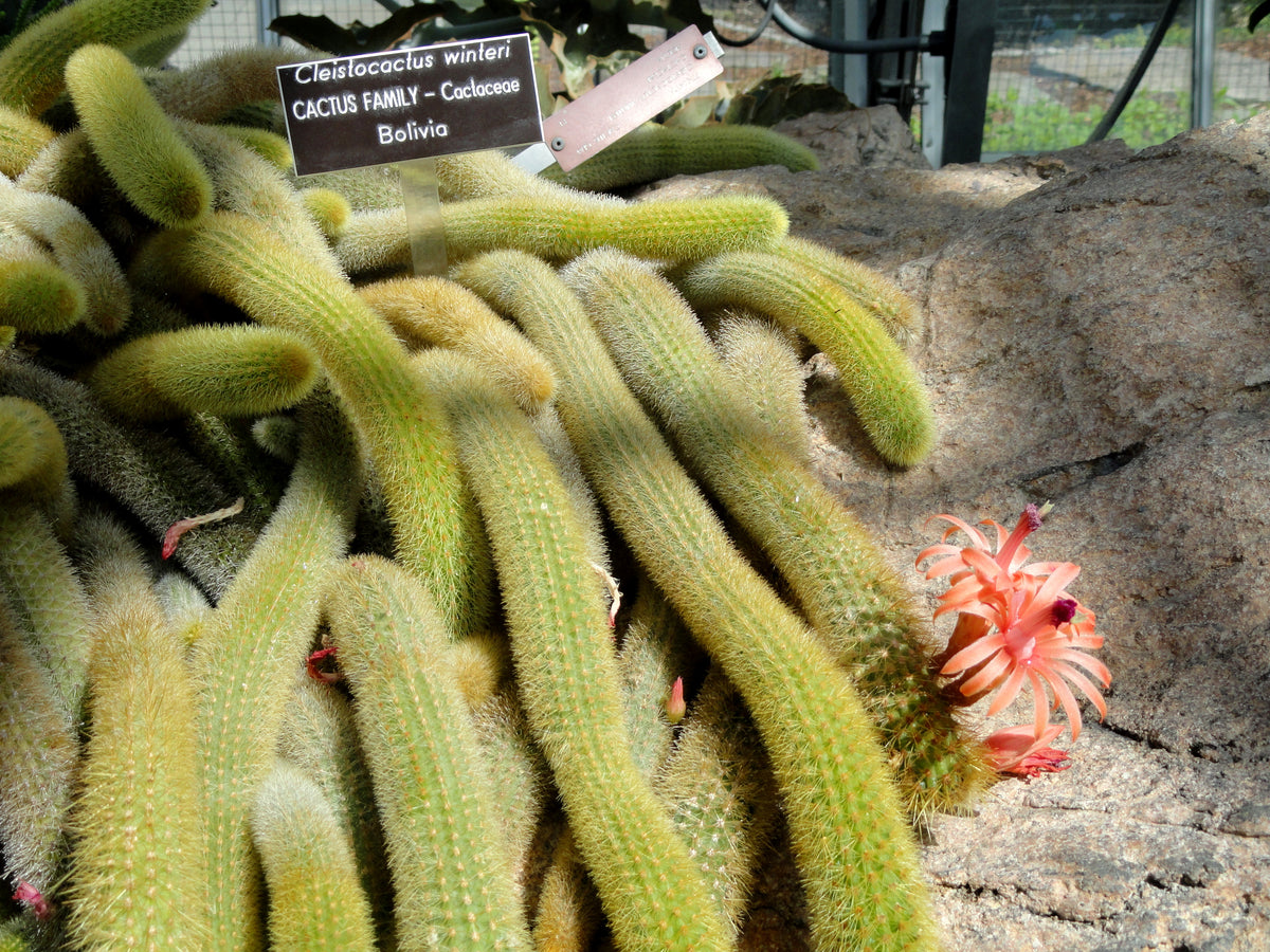 4 Golden Rat Tail Cactus Live Cactus 