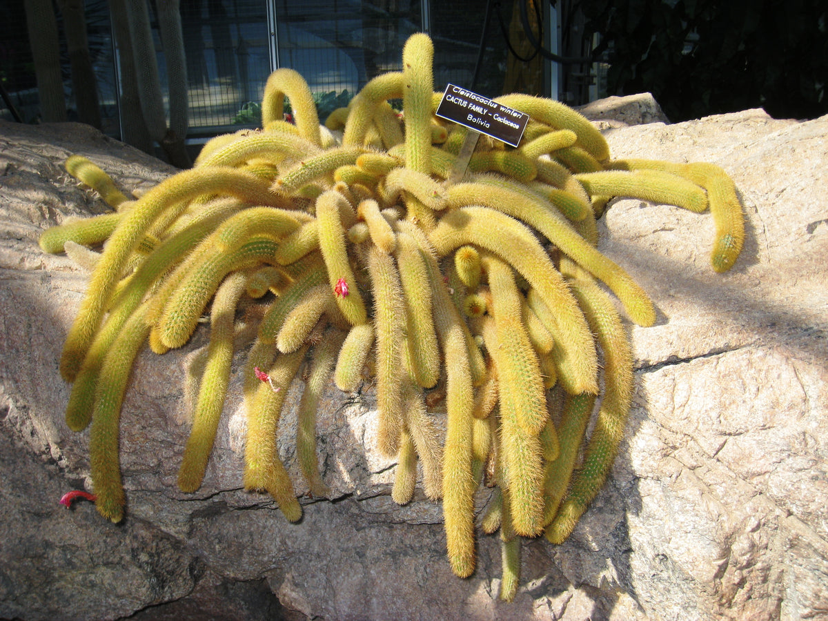 4 Golden Rat Tail Cactus Live Cactus 