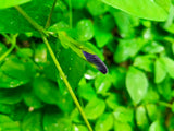 Clitoria ternatea 30 Seeds - Blue Butterfly Pea