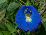 Clitoria ternatea 30 Seeds - Blue Butterfly Pea