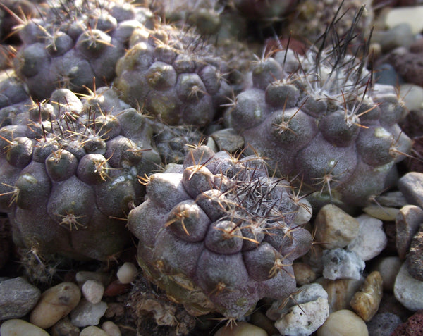 Copiapoa humilis 10 Seeds - Scarlet Ball Cactus