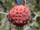 Cornus capitata 15 Seeds - Himalayan Strawberry Tree