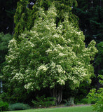 Cornus capitata 15 Seeds - Himalayan Strawberry Tree