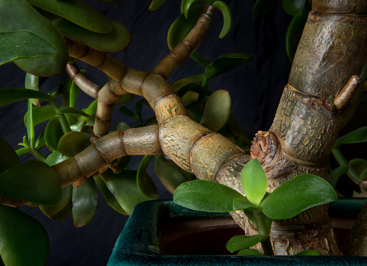 jade plant seeds Crassula ovata Seeds