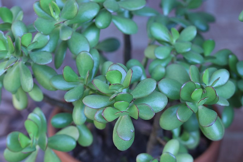 jade plant seeds for sale Crassula ovata Seeds