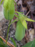 Crotalaria sagittalis 25 Seeds - Rattlebox