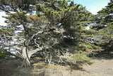 Cupressus macrocarpa seeds - Monterey cypress