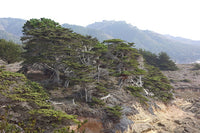 Cupressus macrocarpa seeds - Monterey cypress