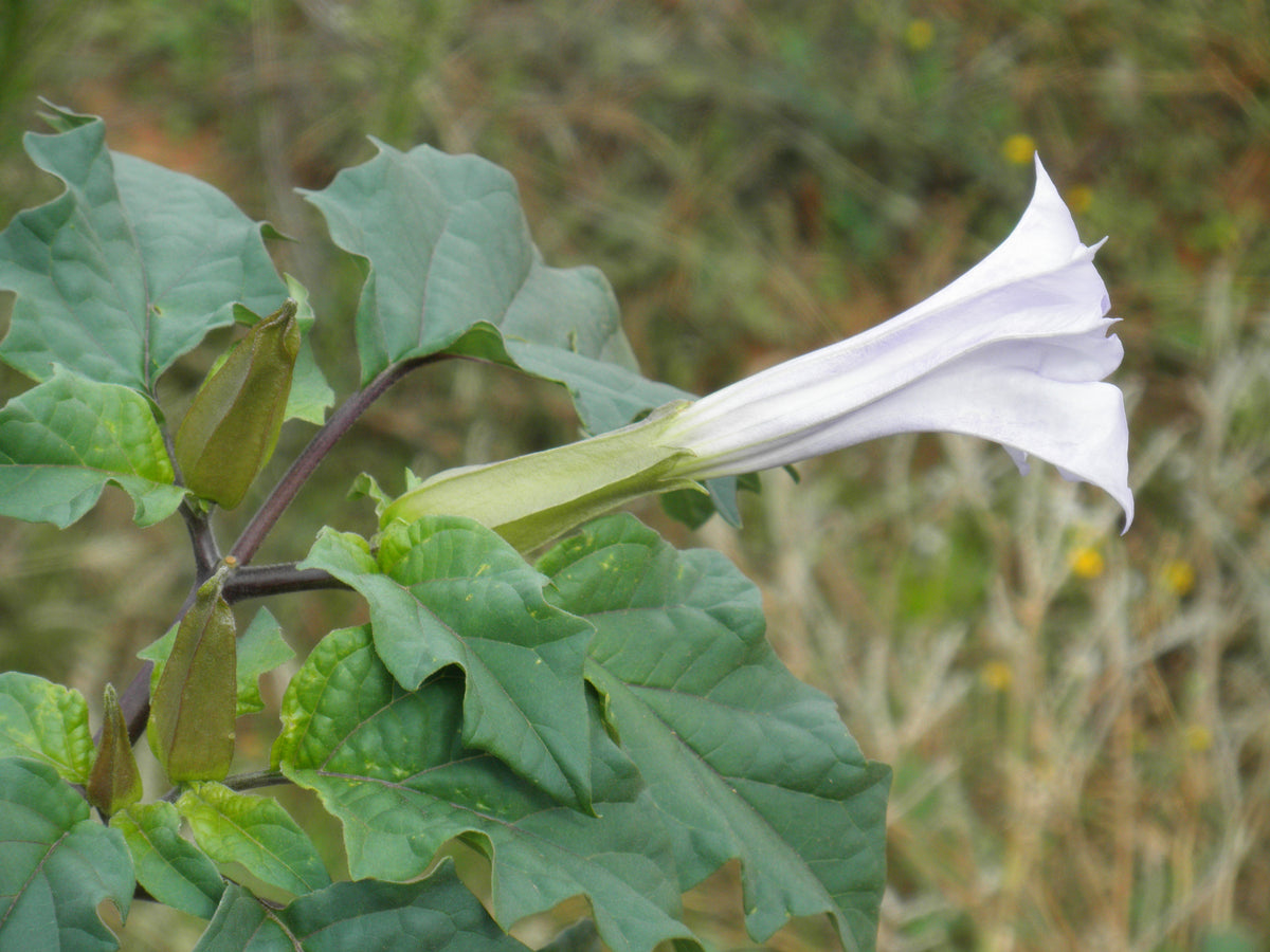 Datura stramonium 25 Seeds - Jimsonweed – thegardenofset