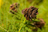 Desmanthus illinoensis Seeds - Illinois Bundleflower