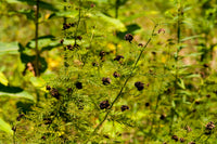 Desmanthus illinoensis Seeds - Illinois Bundleflower