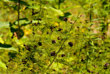 Desmanthus illinoensis Seeds - Illinois Bundleflower