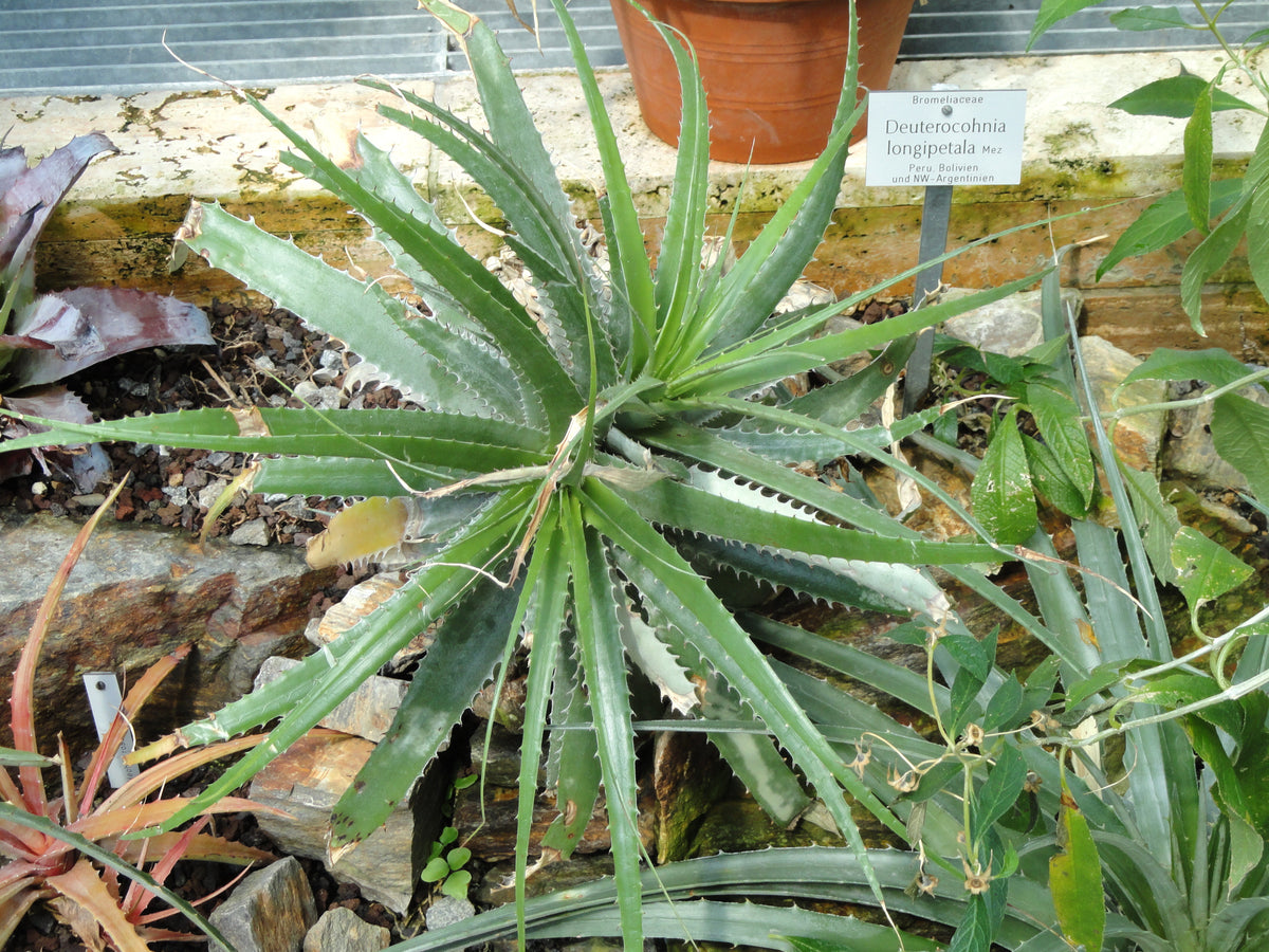 デウテロコニア Deuterocohnia longipetala ⑵ Deuterocohnia longipetala Seeds – thegardenofset