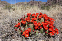 Echinocereus coccineus 25 Seeds - Scarlet Hedgehog Cactus