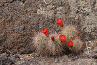 Echinocereus coccineus 25 Seeds - Scarlet Hedgehog Cactus