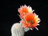 Echinocereus dasyacanthus 25 Seeds - Texas Rainbow Cactus